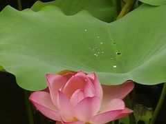 -荔湾湖公园