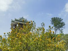 -王借岗森林公园