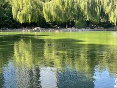 -团结湖公园