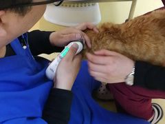 -芭比堂动物医院·犬猫全科·异宠专科(雁塔分院)
