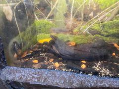 -上海大自然野生昆虫馆(东方明珠·爬宠昆虫探索中心)