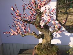 -香雪海