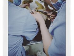 -纳吉亚猫专科动物医院博雅分院