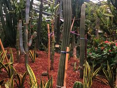 -呀路古热带植物园