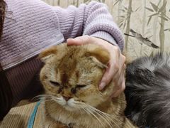 -楼上猫咖(罗湖店)