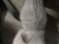 -爱侣宠医·鹦鹉专科·小型哺乳类·异宠专科(灵石路店)