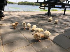 -长春市南湖公园