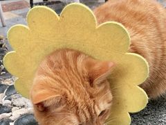 -喵屿·大理花园猫咖