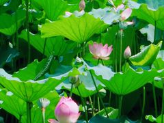 -荔湾湖公园