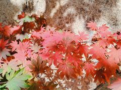 -丹东市五龙山风景区