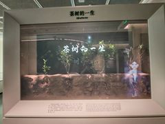 -中国茶叶博物馆(双峰馆区)