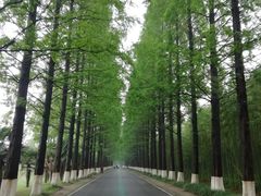 -黄海国家森林公园