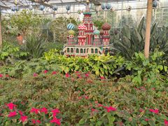 -南宫五洲植物乐园