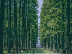 -渌洋湖湿地公园