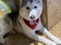 -Husky Go! 哈士奇体验馆·宠物咖啡厅狗咖