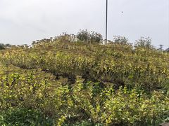 -北京十三陵国家森林公园蟒山景区