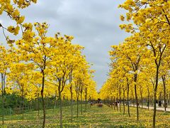 -花溪雨·森林餐厅(石基店)