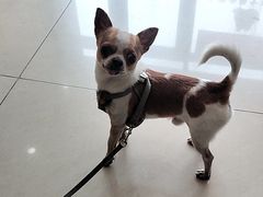 -艾贝尔宠物医院·24H转诊中心·肿瘤猫专科(江宁双龙店)