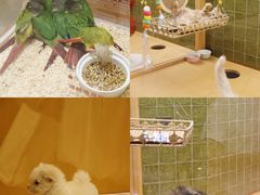 -帕帕拉兹宠物(亚洲旗舰店)