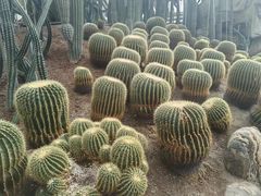 -南山植物园