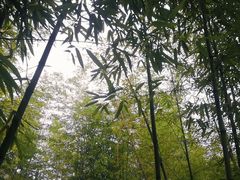 -黑河国家森林公园