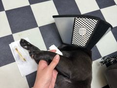 -中农大我爱我爱24h动物医院·中医针灸·猫专科·骨科医疗中心(双井店)