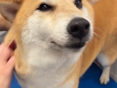 -瑞鹏宠物医院(大运分院)