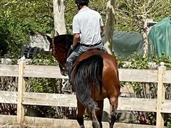 -北京群众马术培训基地