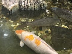 -丰圆轩粤式茶楼 . 点心粤菜(夏茅店)