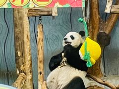 -海南热带野生动植物园