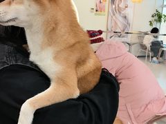 -共舞时光猫咖·狗咖(新街口店)