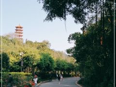-深圳仙湖植物园