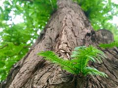 -国家植物园南园