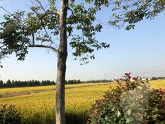 -西湖游船