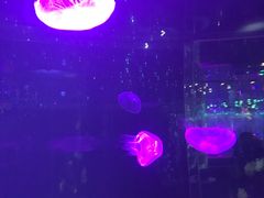 -石家庄海洋公园