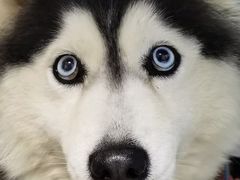 -翠花老菜饺子馆(七宝店)