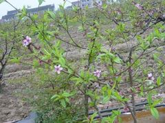 -南汇桃花村