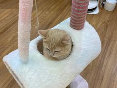 -COLOR PETS 撸猫馆·购猫·猫咖(长风大悦城店)