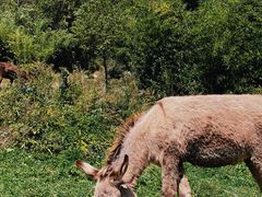 -武陵山森林公园