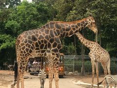 -清迈夜间动物园