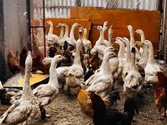 -鱼窝棚柴火铁锅炖(富山屯店)