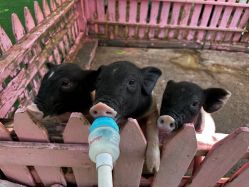 -萌宠亲子动物乐园(槐房万达店)