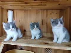 -圣宠宠物(平吉花卉市场店)