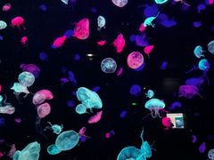 -珠海长隆海洋王国