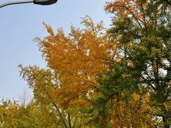 -三里屯东五街银杏大道