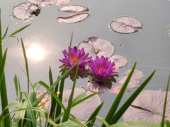 -国家植物园南园