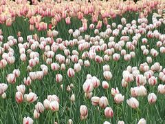 -长春公园(普阳街道)