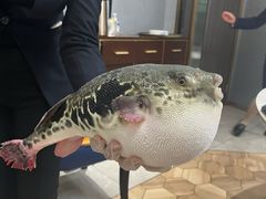 -鲐赏河豚(长寿店)