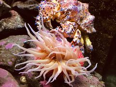 -西雅图水族馆