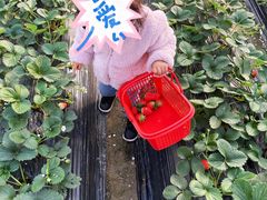 -喜杨洋草莓采摘园